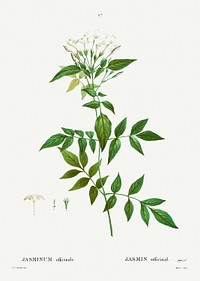Jasmine (Jasmin officinale) from Trait&eacute; des Arbres et Arbustes que l&rsquo;on cultive en France en pleine terre (1801&ndash;1819) by <a href="https://www.rawpixel.com/search/Redout%C3%A9?sort=curated&amp;page=1">Pierre-Joseph Redout&eacute;</a>. Original from the New York Public Library. Digitally enhanced by rawpixel.