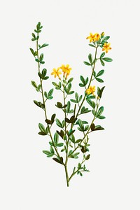 Vintage blooming yellow jasmine illustration