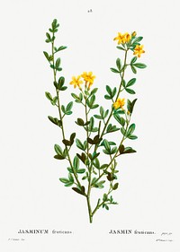 Yellow jasmine (Jasminum fruticans) from Trait&eacute; des Arbres et Arbustes que l&rsquo;on cultive en France en pleine terre (1801&ndash;1819) by <a href="https://www.rawpixel.com/search/Redout%C3%A9?sort=curated&amp;page=1">Pierre-Joseph Redout&eacute;</a>. Original from the New York Public Library. Digitally enhanced by rawpixel.