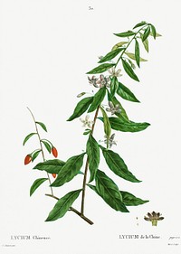 Lycium chinense from Trait&eacute; des Arbres et Arbustes que l&rsquo;on cultive en France en pleine terre (1801&ndash;1819) by <a href="https://www.rawpixel.com/search/Redout%C3%A9?sort=curated&amp;page=1">Pierre-Joseph Redout&eacute;</a>. Original from the New York Public Library. Digitally enhanced by rawpixel.