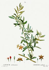 Goji berry (Lycium turbinatum) from Trait&eacute; des Arbres et Arbustes que l&rsquo;on cultive en France en pleine terre (1801&ndash;1819) by <a href="https://www.rawpixel.com/search/Redout%C3%A9?sort=curated&amp;page=1">Pierre-Joseph Redout&eacute;</a>. Original from the New York Public Library. Digitally enhanced by rawpixel.