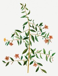 Vintage lycium lanceolatum branch illustration