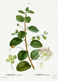 Caper (Capparis Spinosa) from Trait&eacute; des Arbres et Arbustes que l&rsquo;on cultive en France en pleine terre (1801&ndash;1819) by <a href="https://www.rawpixel.com/search/Redout%C3%A9?sort=curated&amp;page=1">Pierre-Joseph Redout&eacute;</a>. Original from the New York Public Library. Digitally enhanced by rawpixel.
