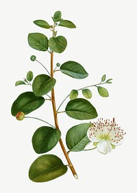 Vintage blooming caper plant vector