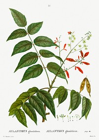 Tree of heaven (Ailanthus altissima) from Trait&eacute; des Arbres et Arbustes que l&rsquo;on cultive en France en pleine terre (1801&ndash;1819) by <a href="https://www.rawpixel.com/search/Redout%C3%A9?sort=curated&amp;page=1">Pierre-Joseph Redout&eacute;</a>. Original from the New York Public Library. Digitally enhanced by rawpixel.