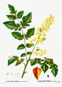 Koelreuteria paniculata (Koelreuteria panicul&eacute;) from Trait&eacute; des Arbres et Arbustes que l&rsquo;on cultive en France en pleine terre (1801&ndash;1819) by <a href="https://www.rawpixel.com/search/Redout%C3%A9?sort=curated&amp;page=1">Pierre-Joseph Redout&eacute;</a>. Original from the New York Public Library. Digitally enhanced by rawpixel.