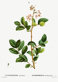 Andromeda mariana (andromede du maryland) from Trait&eacute; des Arbres et Arbustes que l&rsquo;on cultive en France en pleine terre (1801&ndash;1819) by <a href="https://www.rawpixel.com/search/Redout%C3%A9?sort=curated&amp;page=1">Pierre-Joseph Redout&eacute;</a>. Original from the New York Public Library. Digitally enhanced by rawpixel.