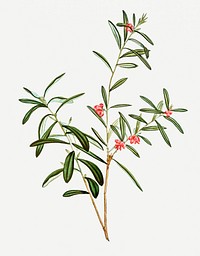 Vintage andromeda polifolia flower illustration