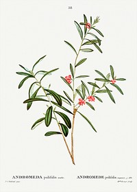 Andromeda polifolia (Andromede polifolia) from Trait&eacute; des Arbres et Arbustes que l&rsquo;on cultive en France en pleine terre (1801&ndash;1819) by <a href="https://www.rawpixel.com/search/Redout%C3%A9?sort=curated&amp;page=1">Pierre-Joseph Redout&eacute;</a>. Original from the New York Public Library. Digitally enhanced by rawpixel.