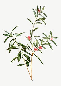 Vintage andromeda polifolia flower vector