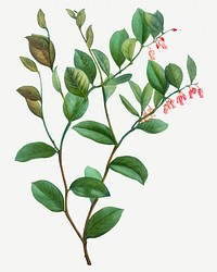 Vintage andromeda axillaris shrub illustration