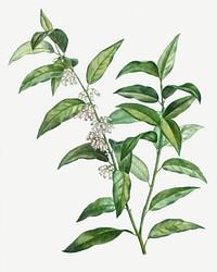 Vintage blooming andromeda acuminata illustration