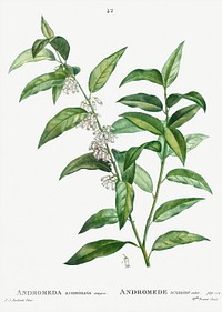 Andromeda acuminata (Andromede acumin&eacute;) from Trait&eacute; des Arbres et Arbustes que l&rsquo;on cultive en France en pleine terre (1801&ndash;1819) by <a href="https://www.rawpixel.com/search/Redout%C3%A9?sort=curated&amp;page=1">Pierre-Joseph Redout&eacute;</a>. Original from the New York Public Library. Digitally enhanced by rawpixel.