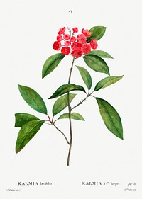 Mountain-laurel (Kalmia latifolia) from Trait&eacute; des Arbres et Arbustes que l&rsquo;on cultive en France en pleine terre (1801&ndash;1819) by <a href="https://www.rawpixel.com/search/Redout%C3%A9?sort=curated&amp;page=1">Pierre-Joseph Redout&eacute;</a>. Original from the New York Public Library. Digitally enhanced by rawpixel.