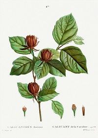 Carolina allspice (Calycanthus floridus) from Trait&eacute; des Arbres et Arbustes que l&rsquo;on cultive en France en pleine terre (1801&ndash;1819) by <a href="https://www.rawpixel.com/search/Redout%C3%A9?sort=curated&amp;page=1">Pierre-Joseph Redout&eacute;</a>. Original from the New York Public Library. Digitally enhanced by rawpixel.