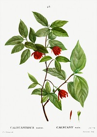 Calycanthus Venus (Calycanthus nanus) from Trait&eacute; des Arbres et Arbustes que l&rsquo;on cultive en France en pleine terre (1801&ndash;1819) by <a href="https://www.rawpixel.com/search/Redout%C3%A9?sort=curated&amp;page=1">Pierre-Joseph Redout&eacute;</a>. Original from the New York Public Library. Digitally enhanced by rawpixel.