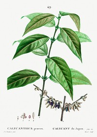 Wintersweet (Calycanthus praecox) from Trait&eacute; des Arbres et Arbustes que l&rsquo;on cultive en France en pleine terre (1801&ndash;1819) by <a href="https://www.rawpixel.com/search/Redout%C3%A9?sort=curated&amp;page=1">Pierre-Joseph Redout&eacute;</a>. Original from the New York Public Library. Digitally enhanced by rawpixel.