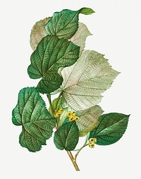 Vintage tilia rotundifolia plant illustration