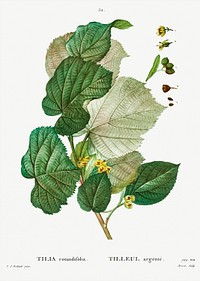 Tilia rotundifolia from Trait&eacute; des Arbres et Arbustes que l&rsquo;on cultive en France en pleine terre (1801&ndash;1819) by <a href="https://www.rawpixel.com/search/Redout%C3%A9?sort=curated&amp;page=1">Pierre-Joseph Redout&eacute;</a>. Original from the New York Public Library. Digitally enhanced by rawpixel.