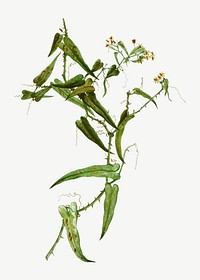 Vintage smilax aspera plant vector