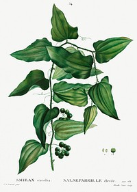 Smilax from Trait&eacute; des Arbres et Arbustes que l&rsquo;on cultive en France en pleine terre (1801&ndash;1819) by <a href="https://www.rawpixel.com/search/Redout%C3%A9?sort=curated&amp;page=1">Pierre-Joseph Redout&eacute;</a>. Original from the New York Public Library. Digitally enhanced by rawpixel.
