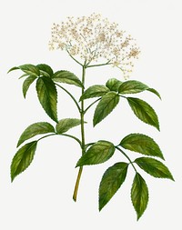 Vintage elderberry flowering plant illustration