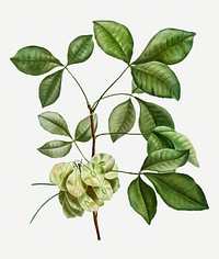 Vintage hoptree flowering plant illustration