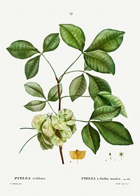 Common hoptree (Ptelea trifoliata) from Trait&eacute; des Arbres et Arbustes que l&rsquo;on cultive en France en pleine terre (1801&ndash;1819) by Pierre-Joseph Redout&eacute;. Original from the New York Public Library. Digitally enhanced by rawpixel.