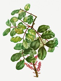 Vintage carob tree branch illustration