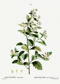 Sea myrtle (Baccharis halimifolia) from Trait&eacute; des Arbres et Arbustes que l&rsquo;on cultive en France en pleine terre (1801&ndash;1819) by <a href="https://www.rawpixel.com/search/Redout%C3%A9?sort=curated&amp;page=1">Pierre-Joseph Redout&eacute;</a>. Original from the New York Public Library. Digitally enhanced by rawpixel.