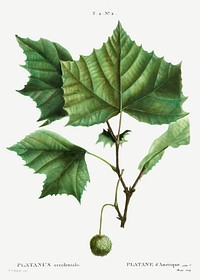American sycamore (Platanus occidentalis) from Trait&eacute; des Arbres et Arbustes que l&rsquo;on cultive en France en pleine terre (1801&ndash;1819) by <a href="https://www.rawpixel.com/search/Redout%C3%A9?sort=curated&amp;page=1">Pierre-Joseph Redout&eacute;</a>. Original from the New York Public Library. Digitally enhanced by rawpixel.