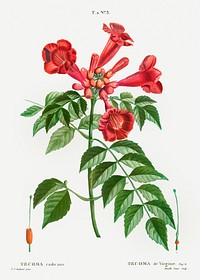 Trumpet vine (Tecoma radicans) from Trait&eacute; des Arbres et Arbustes que l&rsquo;on cultive en France en pleine terre (1801&ndash;1819) by <a href="https://www.rawpixel.com/search/Redout%C3%A9?sort=curated&amp;page=1">Pierre-Joseph Redout&eacute;</a>. Original from the New York Public Library. Digitally enhanced by rawpixel.