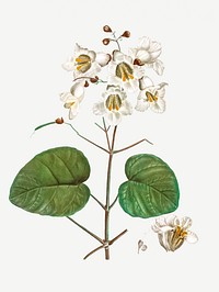 Vintage catalpa cordifolia flower illustration