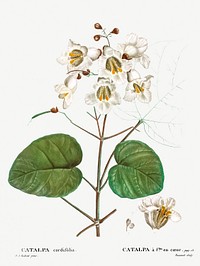 Catalpa cordifolia from Trait&eacute; des Arbres et Arbustes que l&rsquo;on cultive en France en pleine terre (1801&ndash;1819) by <a href="https://www.rawpixel.com/search/Redout%C3%A9?sort=curated&amp;page=1">Pierre-Joseph Redout&eacute;</a>. Original from the New York Public Library. Digitally enhanced by rawpixel.