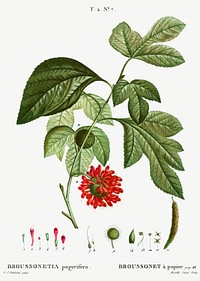Paper mulberry (Broussonetia papyrifera) from Trait&eacute; des Arbres et Arbustes que l&rsquo;on cultive en France en pleine terre (1801&ndash;1819) by <a href="https://www.rawpixel.com/search/Redout%C3%A9?sort=curated&amp;page=1">Pierre-Joseph Redout&eacute;</a>. Original from the New York Public Library. Digitally enhanced by rawpixel.