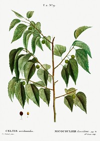 Hackberry (Cellis occidentalis) from Trait&eacute; des Arbres et Arbustes que l&rsquo;on cultive en France en pleine terre (1801&ndash;1819) by <a href="https://www.rawpixel.com/search/Redout%C3%A9?sort=curated&amp;page=1">Pierre-Joseph Redout&eacute;</a>. Original from the New York Public Library. Digitally enhanced by rawpixel.