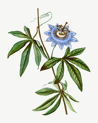Vintage blooming blue passionflower vector