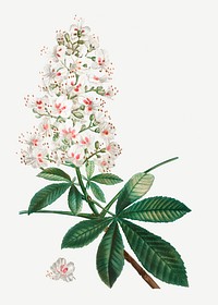Vintage horse chestnut flower branch illustration