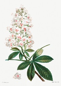 Horse chestnut (Hippocastanum vulgare) from Trait&eacute; des Arbres et Arbustes que l&rsquo;on cultive en France en pleine terre (1801&ndash;1819) by <a href="https://www.rawpixel.com/search/Redout%C3%A9?sort=curated&amp;page=1">Pierre-Joseph Redout&eacute;</a>. Original from the New York Public Library. Digitally enhanced by rawpixel.