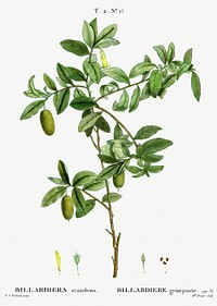 Apple berry (Billardiera scandens) from Trait&eacute; des Arbres et Arbustes que l&rsquo;on cultive en France en pleine terre (1801&ndash;1819) by <a href="https://www.rawpixel.com/search/Redout%C3%A9?sort=curated&amp;page=1">Pierre-Joseph Redout&eacute;</a>. Original from the New York Public Library. Digitally enhanced by rawpixel.