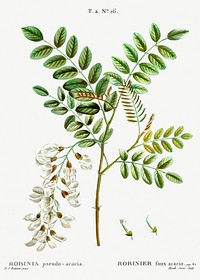 Black locust (Robinia pseudoacacia) from Trait&eacute; des Arbres et Arbustes que l&rsquo;on cultive en France en pleine terre (1801&ndash;1819) by <a href="https://www.rawpixel.com/search/Redout%C3%A9?sort=curated&amp;page=1">Pierre-Joseph Redout&eacute;</a>. Original from the New York Public Library. Digitally enhanced by rawpixel.