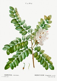 Clammy locust (Robinia viscosa) from Trait&eacute; des Arbres et Arbustes que l&rsquo;on cultive en France en pleine terre (1801&ndash;1819) by<a href="https://www.rawpixel.com/search/Redout%C3%A9?sort=curated&amp;page=1"> Pierre-Joseph Redout&eacute;</a>. Original from the New York Public Library. Digitally enhanced by rawpixel.