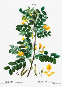 Siberian pea tree (Robinia caragana) from Trait&eacute; des Arbres et Arbustes que l&rsquo;on cultive en France en pleine terre (1801&ndash;1819) by <a href="https://www.rawpixel.com/search/Redout%C3%A9?sort=curated&amp;page=1">Pierre-Joseph Redout&eacute;</a>. Original from the New York Public Library. Digitally enhanced by rawpixel.