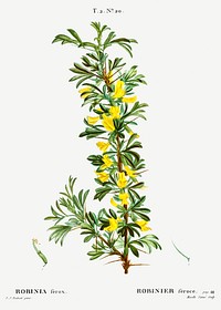 Robinia caragana from Trait&eacute; des Arbres et Arbustes que l&rsquo;on cultive en France en pleine terre (1801&ndash;1819) by <a href="https://www.rawpixel.com/search/Redout%C3%A9?sort=curated&amp;page=1">Pierre-Joseph Redout&eacute;</a>. Original from the New York Public Library. Digitally enhanced by rawpixel.