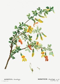 Robinia chamlagu from Trait&eacute; des Arbres et Arbustes que l&rsquo;on cultive en France en pleine terre (1801&ndash;1819) by <a href="https://www.rawpixel.com/search/Redout%C3%A9?sort=curated&amp;page=1">Pierre-Joseph Redout&eacute;</a>. Original from the New York Public Library. Digitally enhanced by rawpixel.