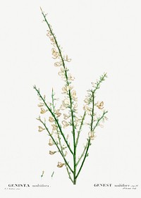 Genista multiflora from Trait&eacute; des Arbres et Arbustes que l&rsquo;on cultive en France en pleine terre (1801&ndash;1819) by <a href="https://www.rawpixel.com/search/Redout%C3%A9?sort=curated&amp;page=1">Pierre-Joseph Redout&eacute;</a>. Original from the New York Public Library. Digitally enhanced by rawpixel.