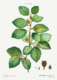 European beech (Fagus sylvatica) from Trait&eacute; des Arbres et Arbustes que l&rsquo;on cultive en France en pleine terre (1801&ndash;1819) by <a href="https://www.rawpixel.com/search/Redout%C3%A9?sort=curated&amp;page=1">Pierre-Joseph Redout&eacute;</a>. Original from the New York Public Library. Digitally enhanced by rawpixel.