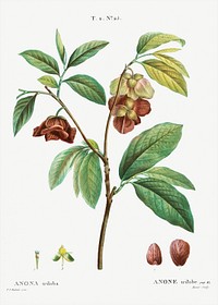Papaw (Annona triloba) from Trait&eacute; des Arbres et Arbustes que l&rsquo;on cultive en France en pleine terre (1801&ndash;1819) by <a href="https://www.rawpixel.com/search/Redout%C3%A9?sort=curated&amp;page=1">Pierre-Joseph Redout&eacute;</a>. Original from the New York Public Library. Digitally enhanced by rawpixel.