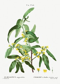 Russian olive (Elaeagnus angustifolia) from Trait&eacute; des Arbres et Arbustes que l&rsquo;on cultive en France en pleine terre (1801&ndash;1819) by <a href="https://www.rawpixel.com/search/Redout%C3%A9?sort=curated&amp;page=1">Pierre-Joseph Redout&eacute;</a>. Original from the New York Public Library. Digitally enhanced by rawpixel.