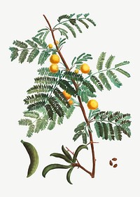 Vintage sweet acacia plant vector